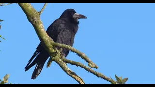 Be on the look out for Rooks in Southland