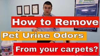 How to remove pet urine odor from your carpets?