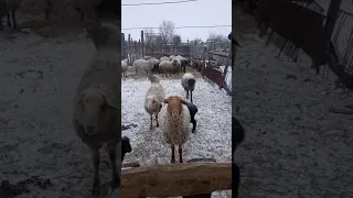 Кормление овец...Султан и его гарем...