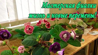 Мастерская фиалки - жизнь и новые перемены!