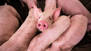 Las Vegas pig farm finally ‘pigging-out’ after empty pandemic troughs