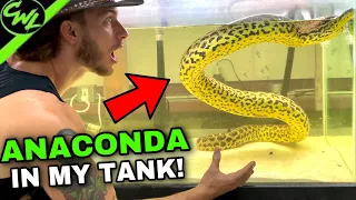 ANACONDA IN MY FISH TANK!?!