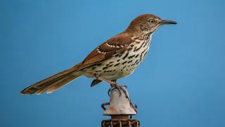 BIRD WATCHING TV for CATS and DOGS