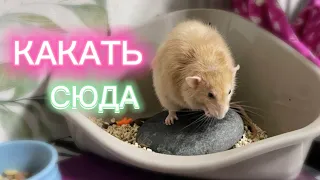 Как приучить крысу ходить в угловой туалет? 🐀