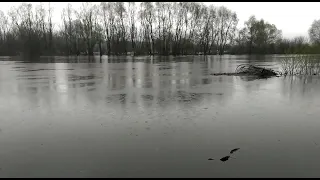 Новгород-Северский, река Десна в разливе.