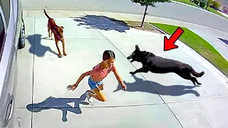 CACHORRO HERÓI SALVA MENINA DE ATAQUE DE CACHORRO DE RUA...