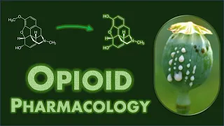 Opioid Pharmacology: Basics, General Class Effects, and Specific Drug Differences