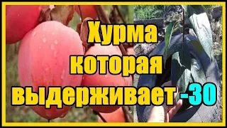 Выращивание хурмы в суровом климате / Сорт Мидер не вымерзает при - 30