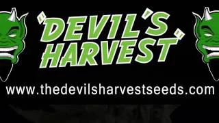 Devil's Harvest Seeds Catalogue 2016-2017