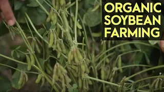 Organic Soybean Farming: Reviving the Soybean Industry in the Philippines