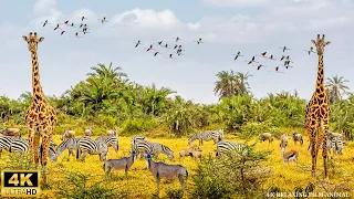 4K African Wildlife: What Happen Next in Nature | Wildlife Secrets - Relaxing Music 4K