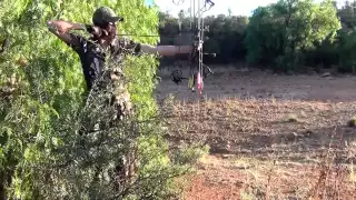 Bowhunting foxes Australia