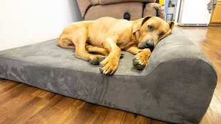 The Big Barker Dog Bed [Review]