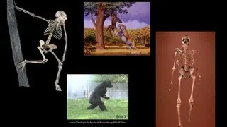 CARTA: Bipedalism and Human Origins-Comparative Anatomy from Australopithecus to Gorillas