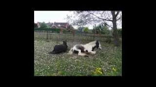 Oi! I Just Met You! SS Prince Valken the Blue Eyed Gypsy Vanner