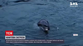 Новини світу: витік нафти у Чорному морі біля російського узбережжя загрожує здоров`ю дельфінів