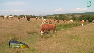 Ferma de vaci a tânărului Daniel Crăciunescu, un exemplu de bune practici