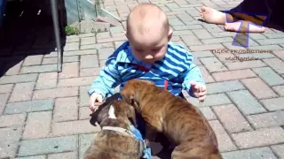 Cute babies and dogs playing together   Funny baby & dog compilation 11