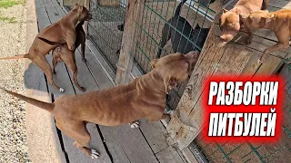 ХЕЙТЕРЫ ДАЙТЕ АКТИВ !!  Разборки Питбулей Линды и Багиры. Брачные игры Линды и Мусы. Дуся на связи !