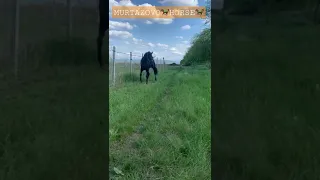 Буян 🐎жеребец кабардинской породы🐎