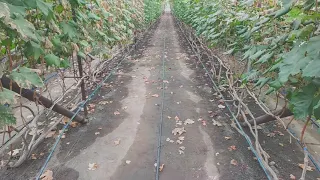 Виноградник в теплице в открытом грунте и школка на 15.10.2021
