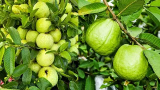 Best Method Guava Tree Grow In Water Grow Fast 100% Success