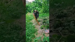 German shepherd running (Unstoppable)