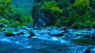 Beautiful Natural Space; The Sound of Forest Streams and Birds Singing is Cool to the Heart