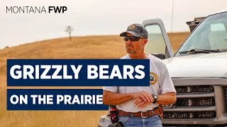 Grizzly Bears on the Prairie