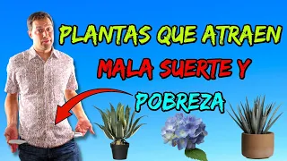 Jamás tengas esta planta en tu casa -  solo atrae pobreza y ruina