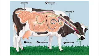 Cows are Actually Carnivores. And so We Should Be.