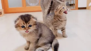 This cute hungry kitten meows loudly at its owner when it's time to eat.