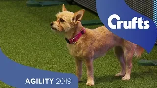 Agility - Kennel Club Novice Cup Final - Small - Jumping | Crufts 2019