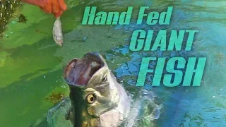 HAND FEEDING GIANT TARPON!!