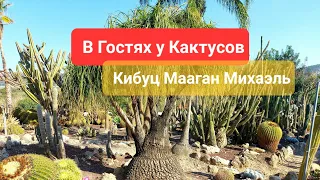 В гостях у кактусов.Кибуц Мааган Михаэль.Путешествие в Израиле/I love Israel