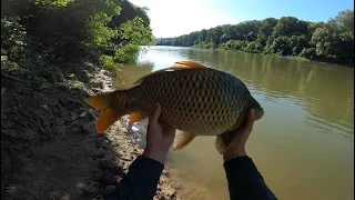 A KACSKA FARKÚ PONTY ÉS A TÖBBIEK - Feeder horgászat a Tiszán.