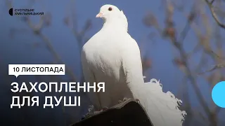 Як чоловік з Хмельниччини вдома розводить голубів