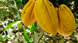 DIA DE TRABALHO EM UMA FAZENDA DE CACAU NO SUL DA BAHIA