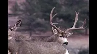 Mule Deer Buck In Rut