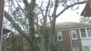 8-6-19 The last morning with my Beautiful Honey Locust Tree. Part 2