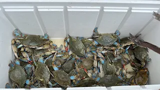 INSANE CATCH GIANT BLUE CRABS during HIGH TIDE | CATCH, CLEAN, & COOK