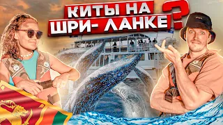 Киты на Шри-Ланке 🐋 Стоит ли ехать?