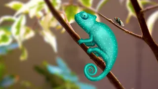 Goo Stories | The Green Chameleon and The Fly | Funny Animation