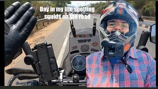 New day spotting squids on the road