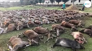 Cómo Los Agricultores Estadounidenses Lidian Con Millones De Animales Salvajes Que Destruyen Granjas