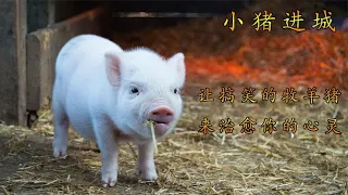 一只治愈心灵的小猪 为救农场去到城里 勇斗恶犬 收获一帮小弟