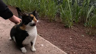 Calico Cats Hilarious Reaction to Back Scratches