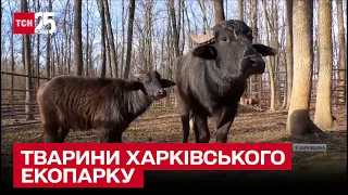 🐮 Екопарк у Харкові повертає тварин – буйволи блукали лісами майже 8 місяців