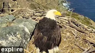 Bald Eagle Protects Eggs from Raven Attack!