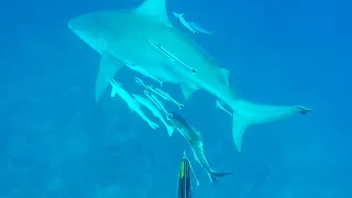 Freediving for Cobia - Palm Beach 5-17-2020